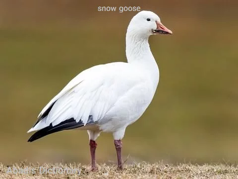 snow goose